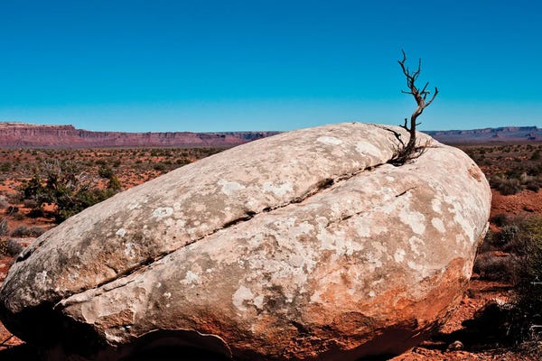 USA, Utah, Bluff. Creosote bush growing from boulder