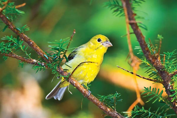 Minnesota: USA, Minnesota, Mendota Heights, Mohican Lane, American Goldfinch by Bernard Friel