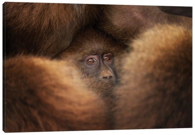 Like In A Bunker Canvas Art Print - Orangutans