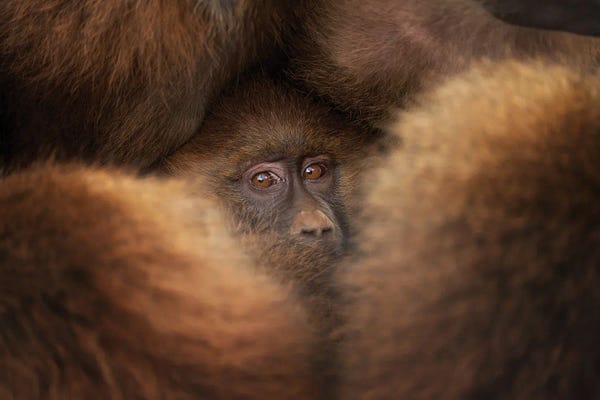 Orangutans: Like In A Bunker by Fran Rodriguez