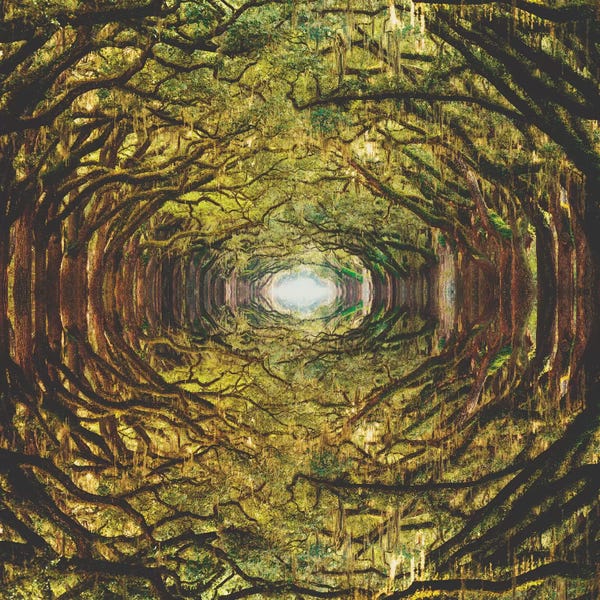 Fran Rodriguez: Woods I by Fran Rodriguez
