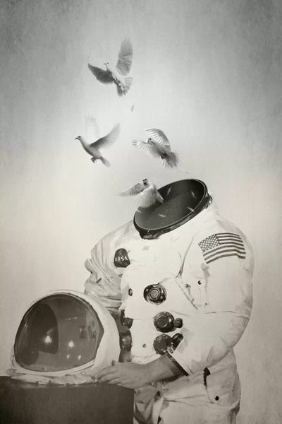 Doves & Pigeons: Doves by Fran Rodriguez