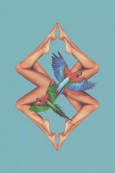 Parrots: Bodies by Fran Rodriguez