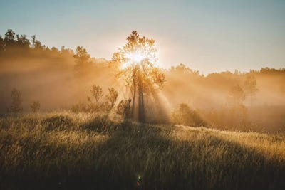 Tree Of Life by Steffen Fossbakk canvas print