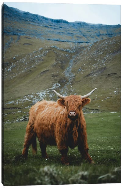 Highland Cattle (Summer) Canvas Art Print - Highland Cow Art