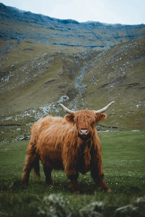 Highland Cattle (Summer)