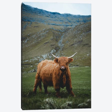 Highland Cattle (Summer) Canvas Print #FSB118} by Steffen Fossbakk Canvas Print