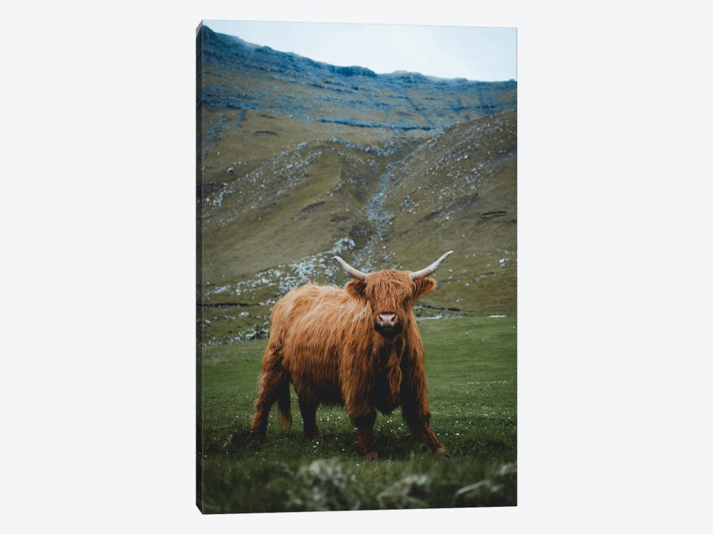Highland Cattle (Summer) by Steffen Fossbakk 1-piece Canvas Art