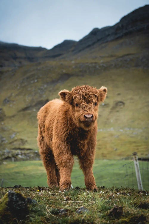 Highland Cattle Baby