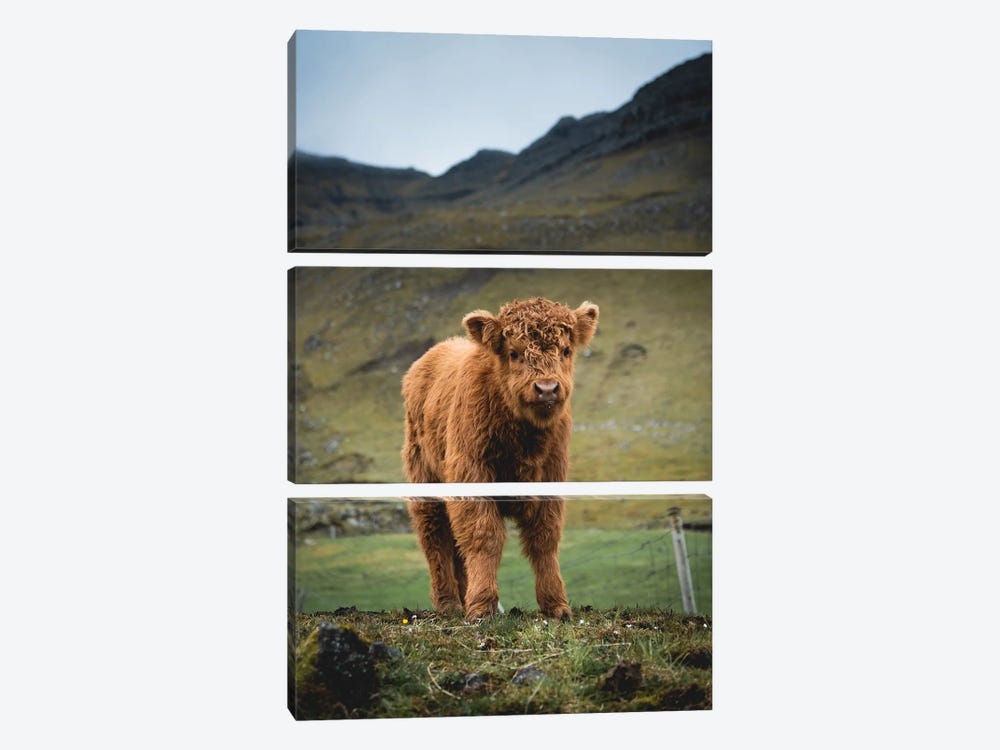 Highland Cattle Baby by Steffen Fossbakk 3-piece Art Print