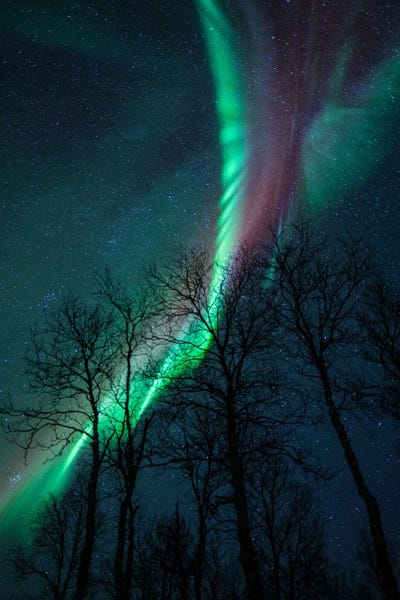 Lofoten: Aurora Between The Trees by Steffen Fossbakk