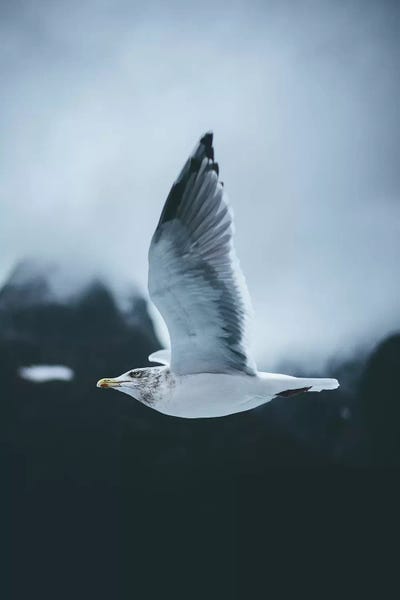 Flight by Steffen Fossbakk canvas print