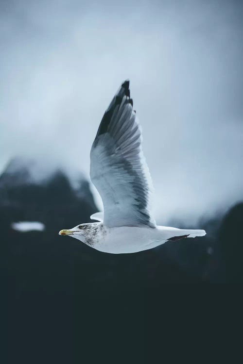 Flight by Steffen Fossbakk wall art
