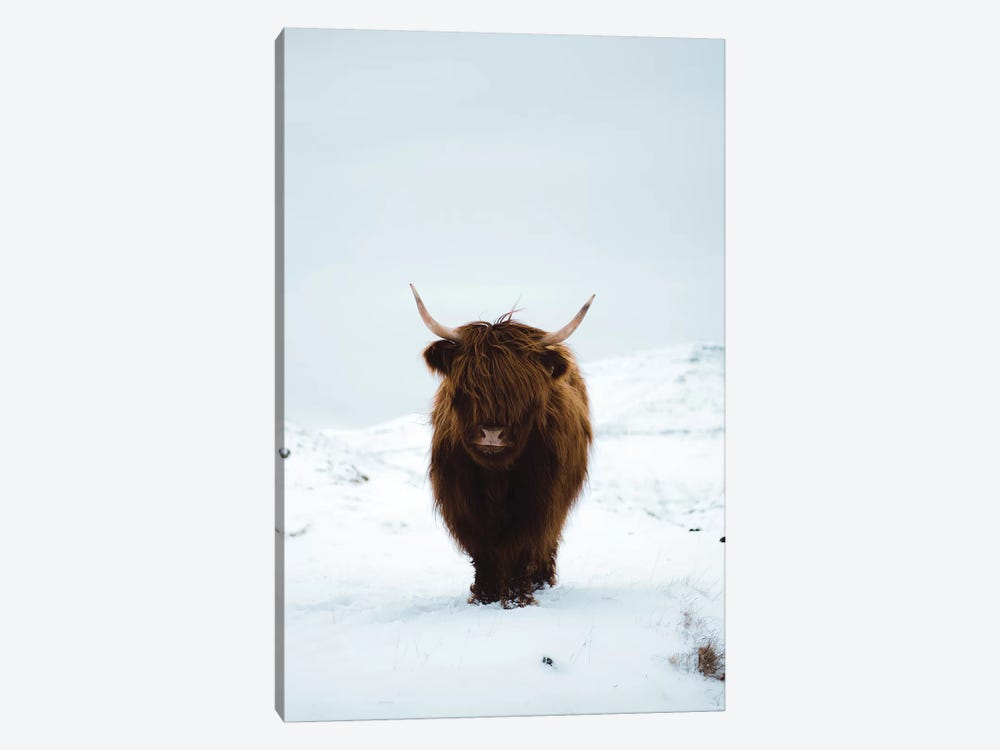 Highland Cattle, Faroe Islands I by Steffen Fossbakk 1-piece Canvas Artwork