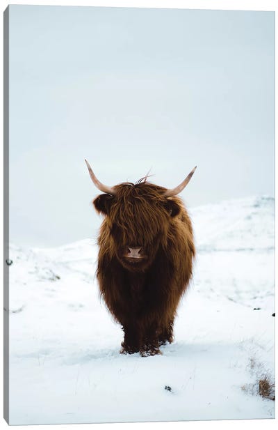 Highland Cattle, Faroe Islands I Canvas Art Print - Highland Cow Art