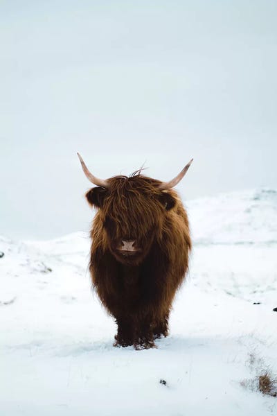 Denmark: Highland Cattle, Faroe Islands I by Steffen Fossbakk