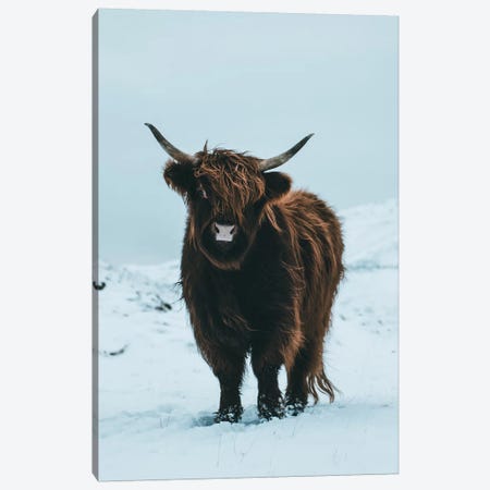 Highland Cattle, Faroe Islands II Canvas Print #FSB24} by Steffen Fossbakk Canvas Art Print