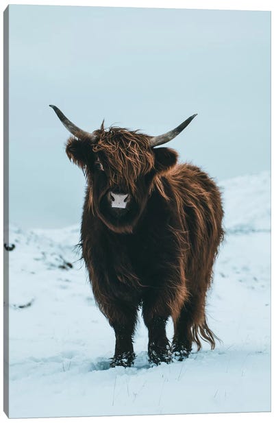 Highland Cattle, Faroe Islands II Canvas Art Print - Highland Cow Art