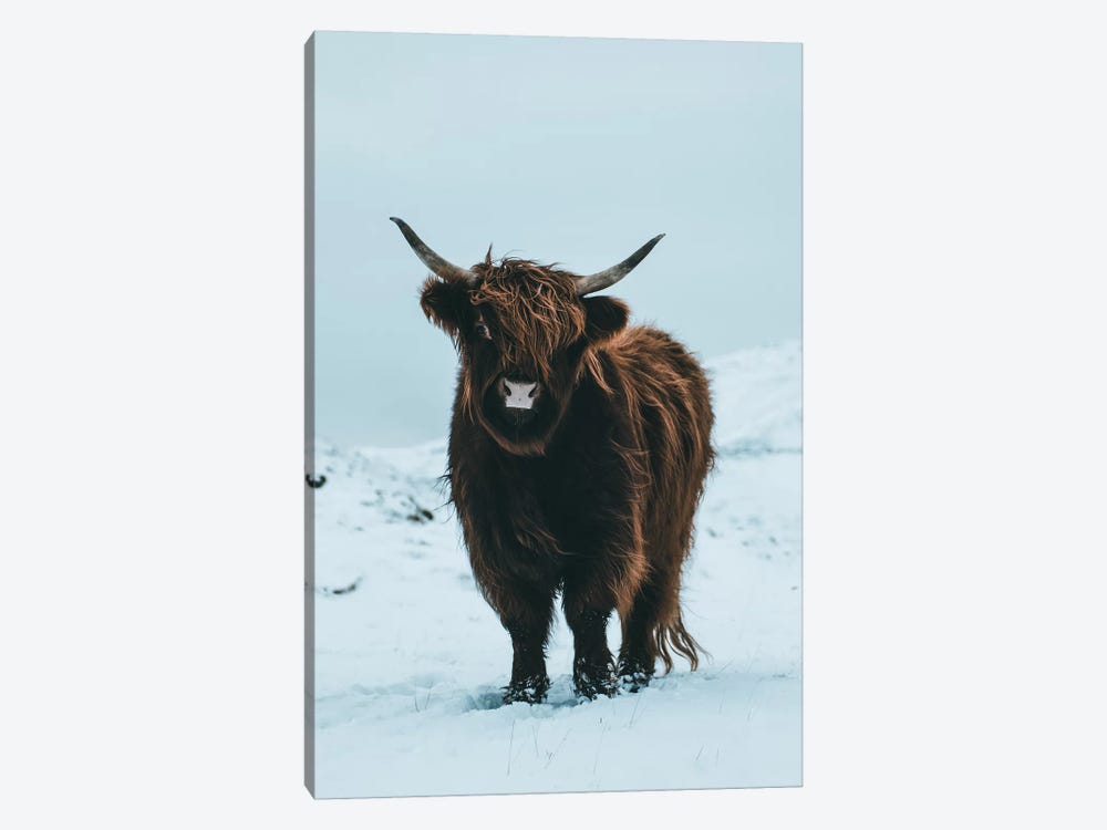 Highland Cattle, Faroe Islands II by Steffen Fossbakk 1-piece Art Print