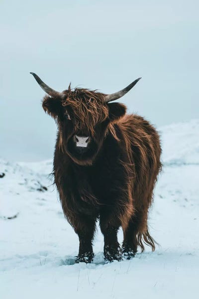 Winter Wonderland: Highland Cattle, Faroe Islands II by Steffen Fossbakk