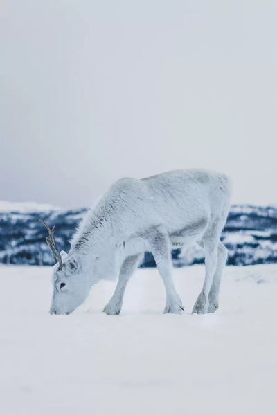 Winter Wonderland: Hungry Beauty by Steffen Fossbakk
