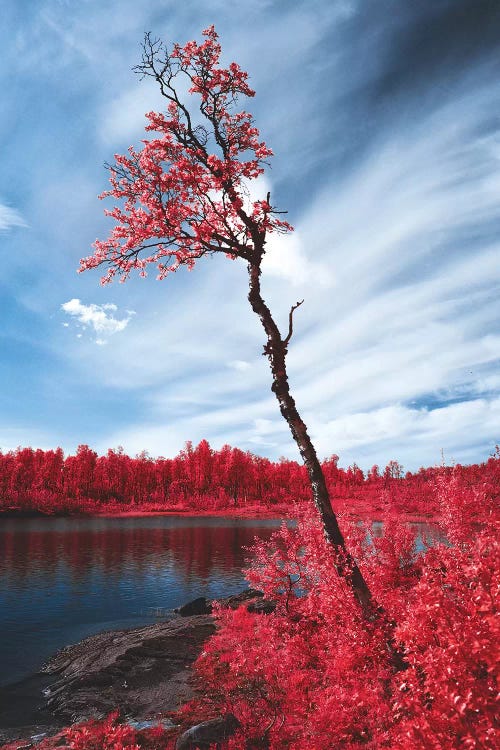 Infrared Landscape, Reine, Norway by Steffen Fossbakk wall art