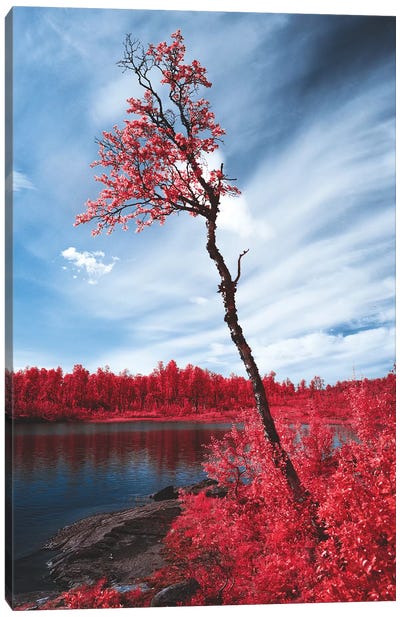 Infrared Landscape, Reine, Norway Canvas Art Print - Steffen Fossbakk