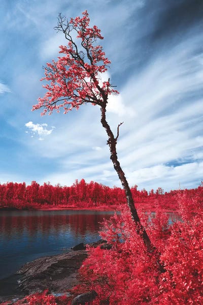 Norway: Infrared Landscape, Reine, Norway by Steffen Fossbakk
