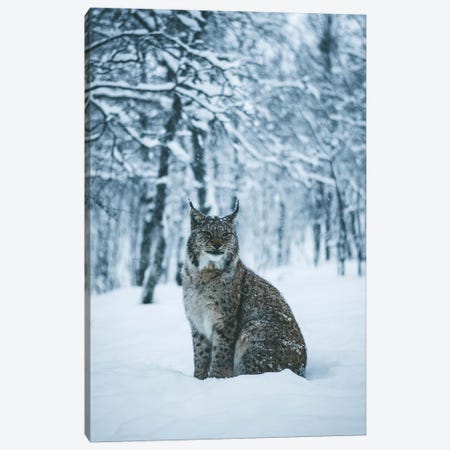 Lynx Canvas Print #FSB33} by Steffen Fossbakk Art Print