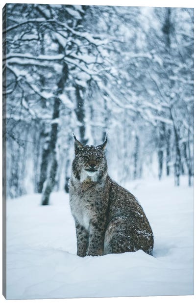 Lynx Canvas Art Print - Lynx