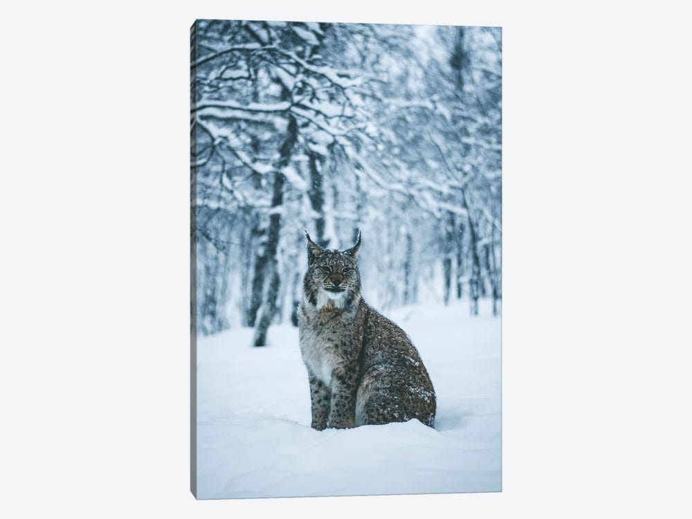 Lynx by Steffen Fossbakk 1-piece Canvas Print