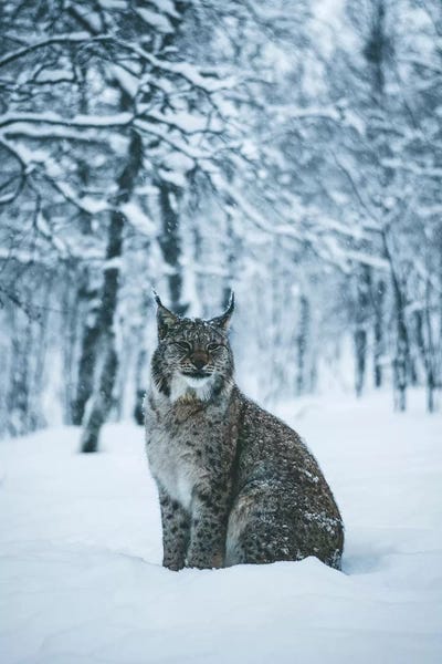 Steffen Fossbakk: Lynx by Steffen Fossbakk