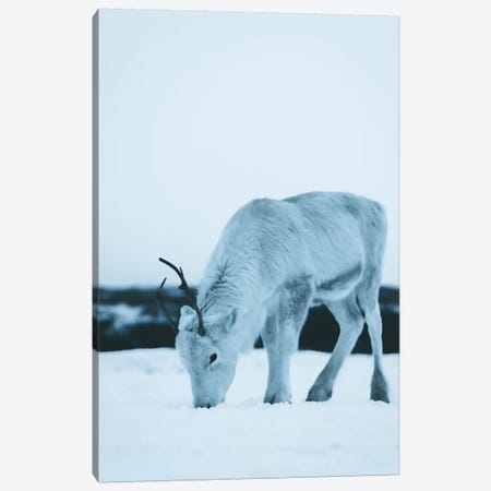 Reindeer Canvas Print #FSB42} by Steffen Fossbakk Canvas Art
