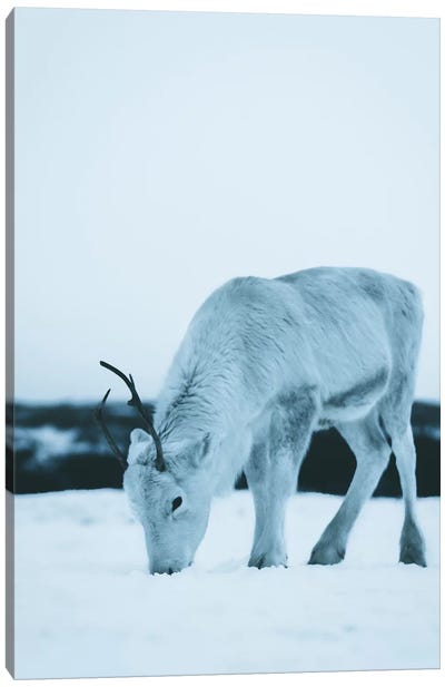 Reindeer Canvas Art Print - Steffen Fossbakk