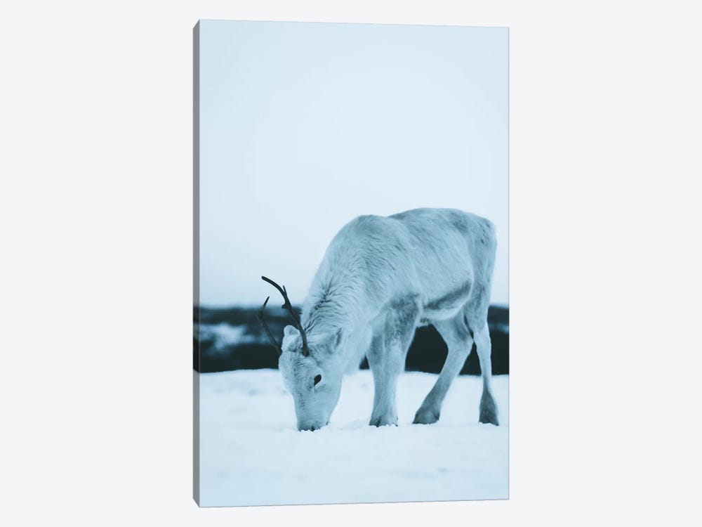 Reindeer by Steffen Fossbakk 1-piece Canvas Print