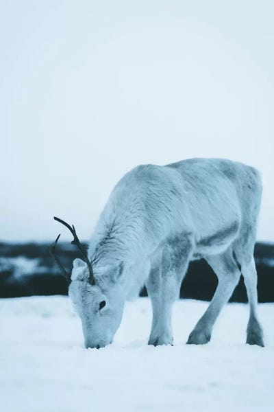 Reindeer: Reindeer by Steffen Fossbakk