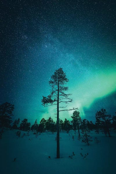 Pine Trees: Senja Night Show by Steffen Fossbakk