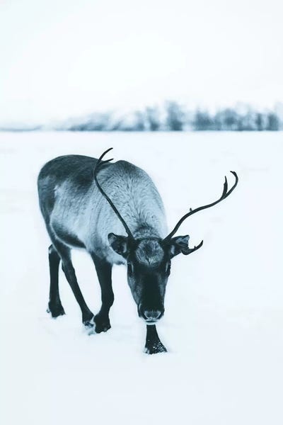 Shy Reindeer by Steffen Fossbakk framed wall art