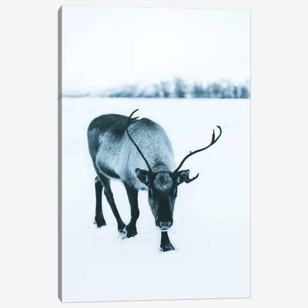Shy Reindeer Canvas Print #FSB51} by Steffen Fossbakk Canvas Art Print