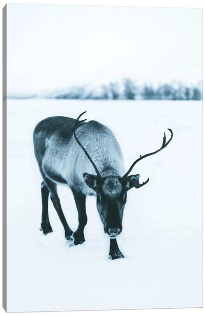 Shy Reindeer Canvas Art Print - Steffen Fossbakk