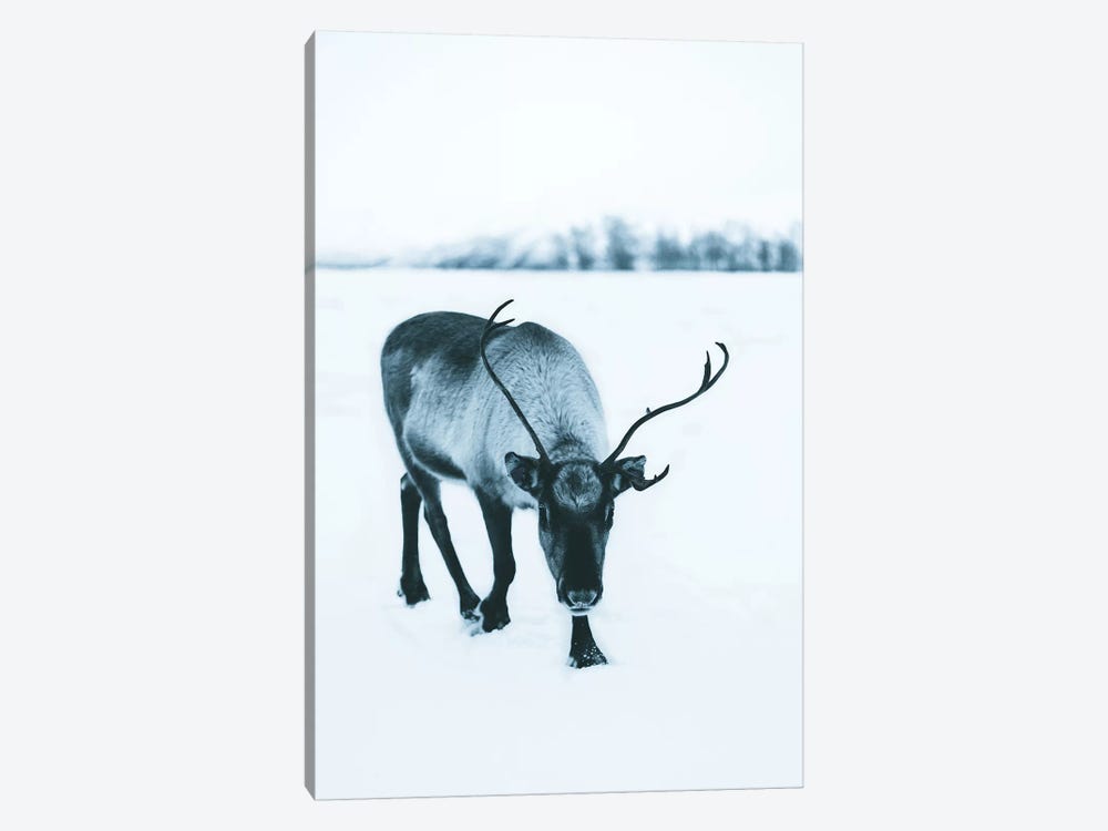 Shy Reindeer by Steffen Fossbakk 1-piece Art Print