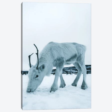 Up Close, Reindeer in Tromsø, Norway Canvas Print #FSB61} by Steffen Fossbakk Canvas Wall Art