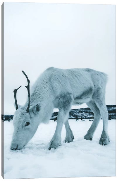 Up Close, Reindeer in Tromsø, Norway Canvas Art Print - Reindeer Art
