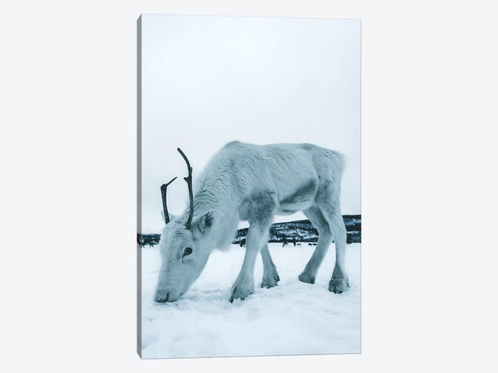Up Close, Reindeer in Tromsø, Norway by Steffen Fossbakk 1-piece Canvas Wall Art