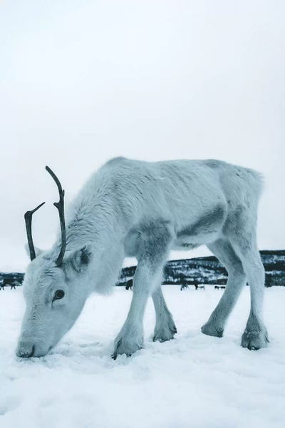 Steffen Fossbakk: Up Close, Reindeer in Tromsø, Norway by Steffen Fossbakk