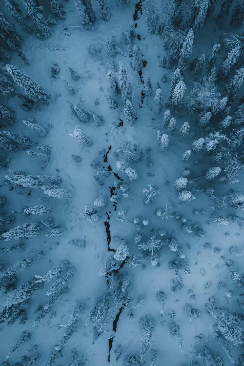 Frozen Forest, Finish Lapland