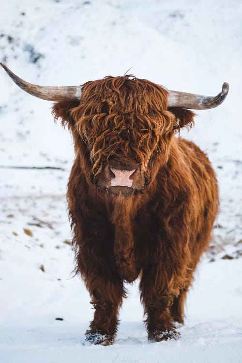 Highland Cattle I