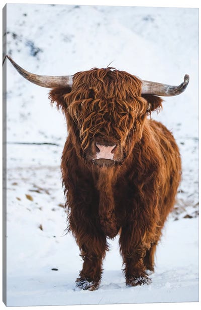 Highland Cattle I Canvas Art Print - Highland Cow Art