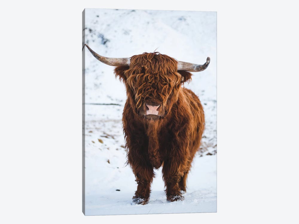 Highland Cattle I by Steffen Fossbakk 1-piece Canvas Print