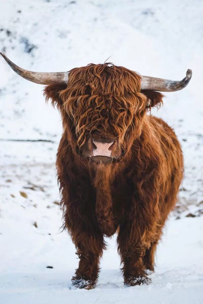 Farm Animals: Highland Cattle I by Steffen Fossbakk